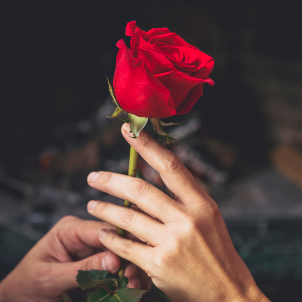 Rose day quotes for love: True Meaning of Rose Day